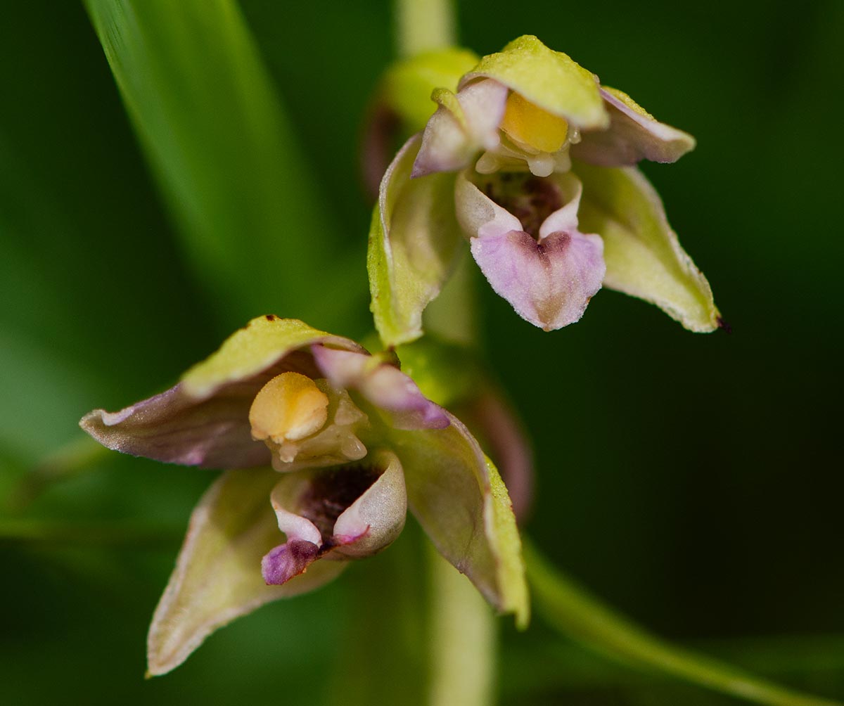 Blüten
